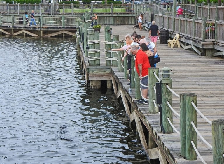 It’s against the law to feed alligators in Florida