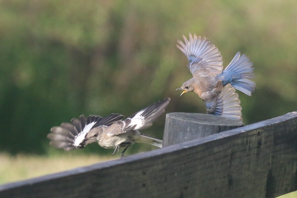 Bluebird Chases Away Mockingbird From Nest