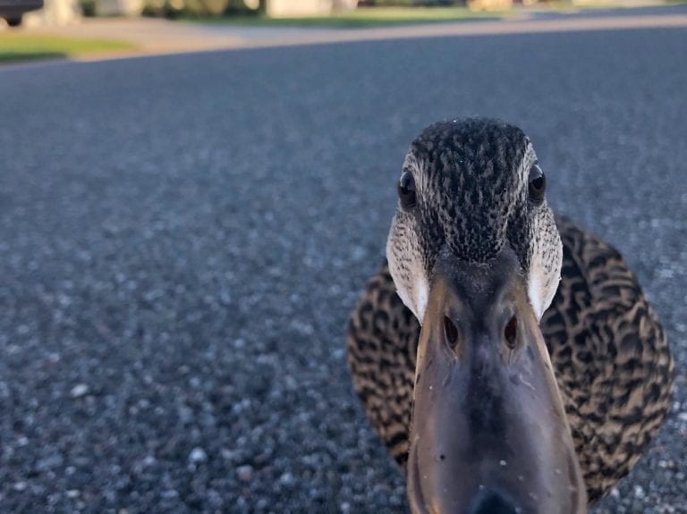 Close-Up Of Duck In Osceola Hills