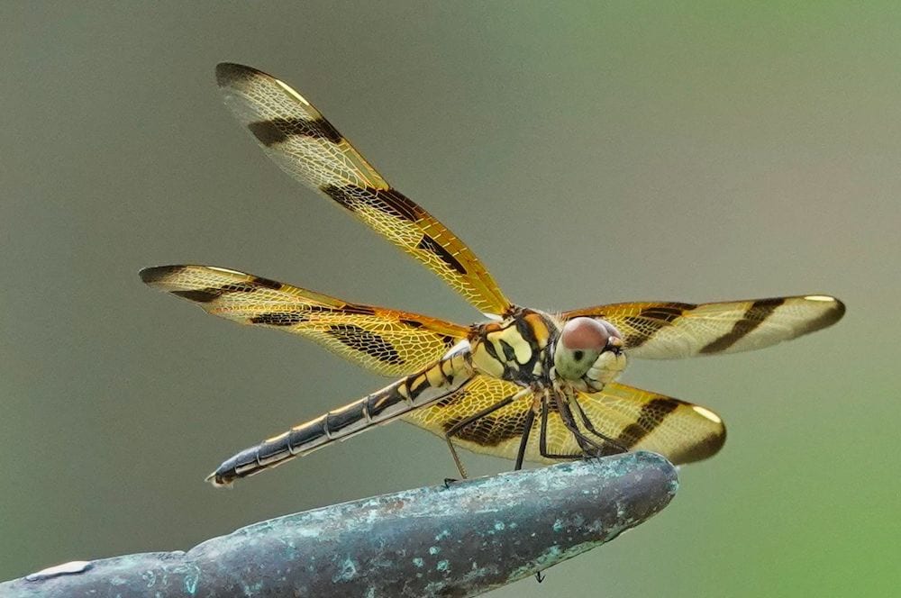 Dragonfly Taking A Break Near Nancy Lopez Ashley Meadows #6