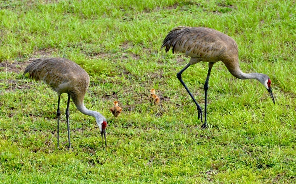 Family Of Sandhill Cranes