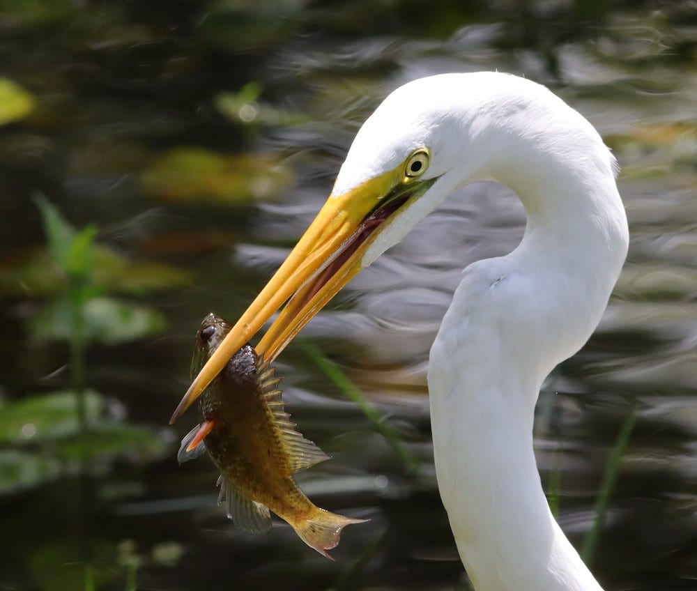 Great Egret With Fish At Fenney Nature Trail