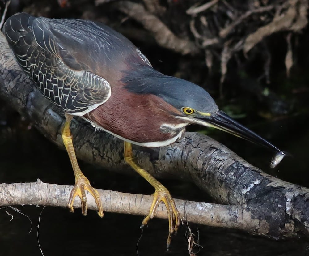 Green Heron With Minnow At Fenney Nature Trail