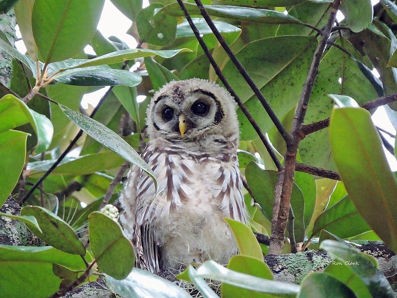 Juvenile Barred Owl In The Rain At Fenney Nature Trail