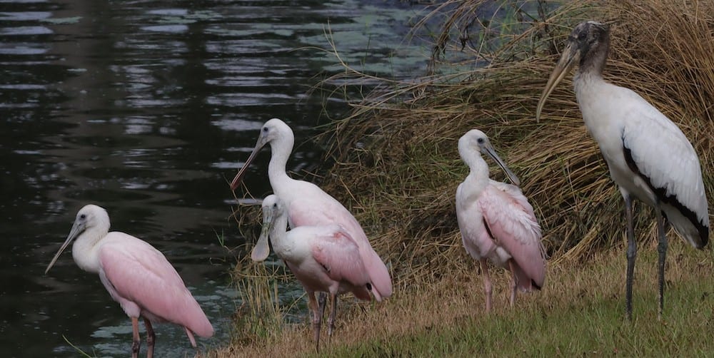 Roseate Spoonbills At Hogeye Pathway