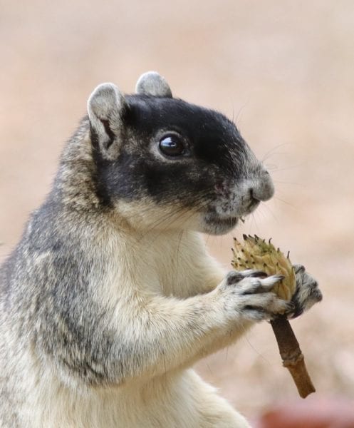 Sherman's Fox Squirrel At Hogeye Pathway Sherman's Fox Squirrel At Hogeye Pathway