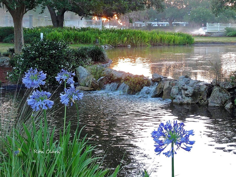 Sunrise At Duck Pond At Glenview Country Club