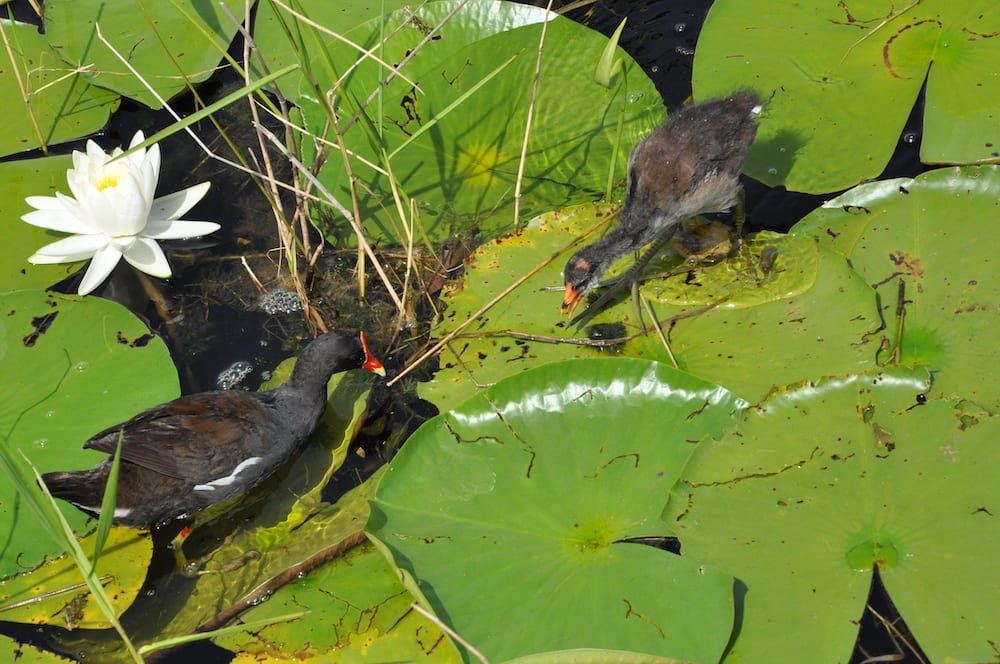 Baby And Mother Gallinule On Lily Pads At Sharon Rose Wiechens Preserve