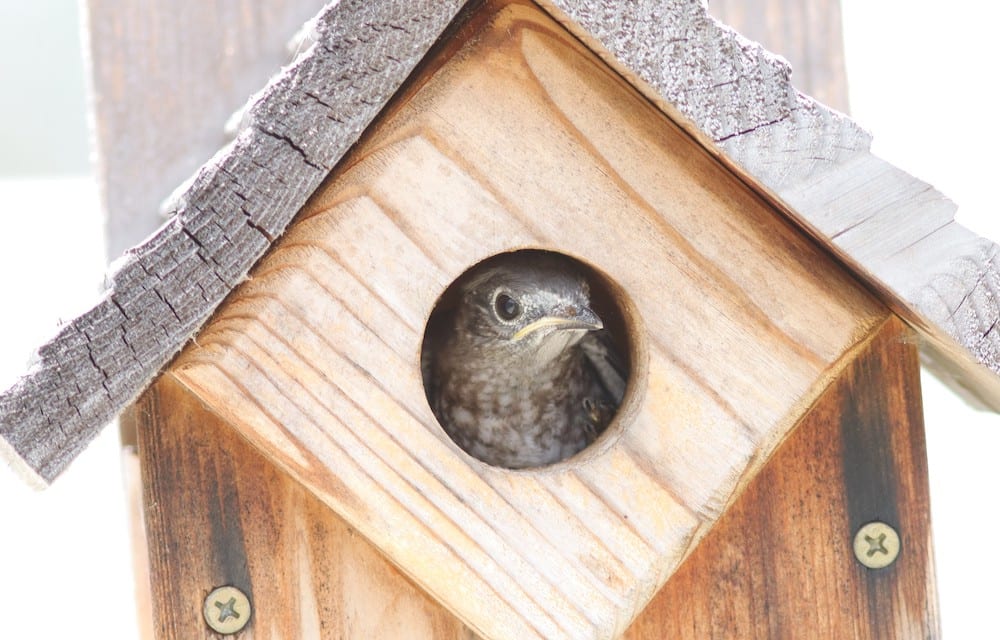 Baby Eastern Bluebird In Antrim Dells