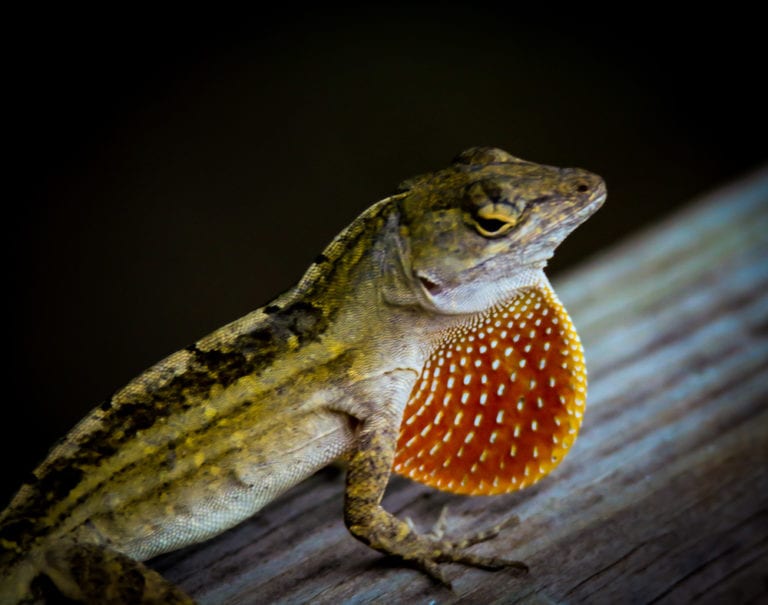 Brown Anole With Extended Dewlap