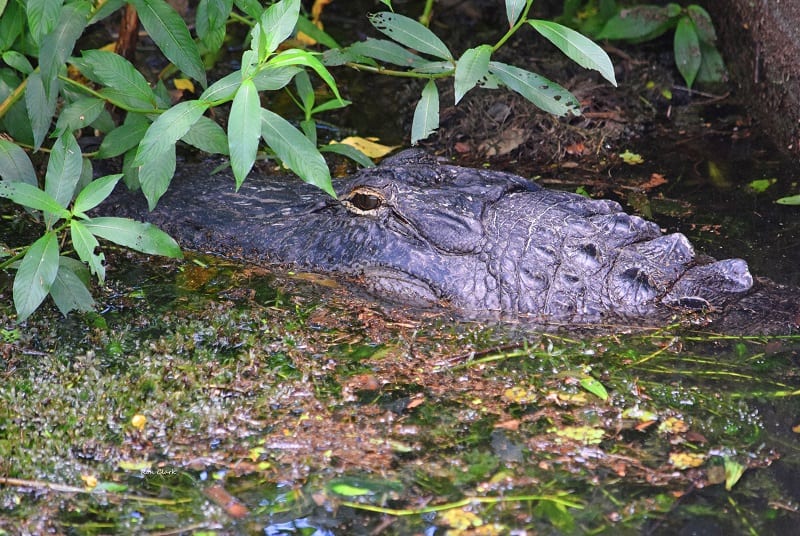 Camouflaged Alligator Near Retention Pond