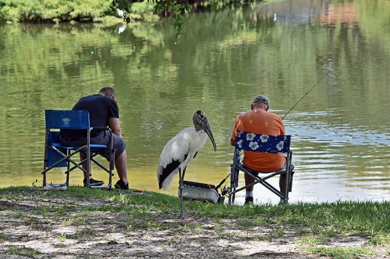 Fishing At Lake Mira Mar In Spanish Springs