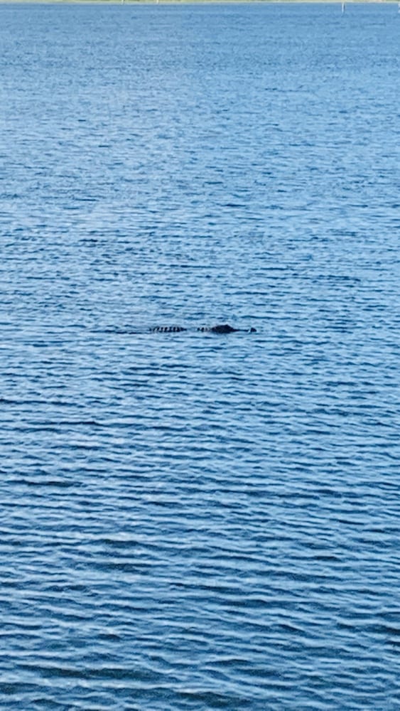 Gator In Water At Lake Sumter Landing