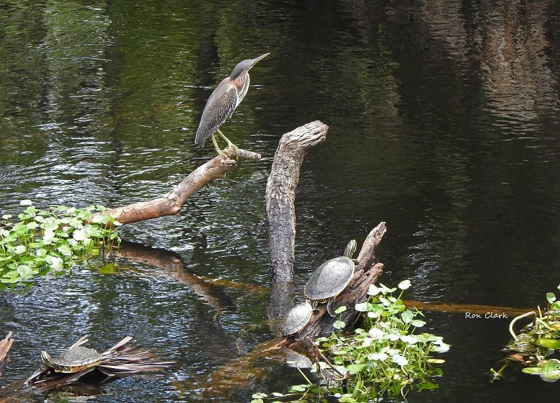 Great Heron And Three Turtles At Fenney Nature Trail