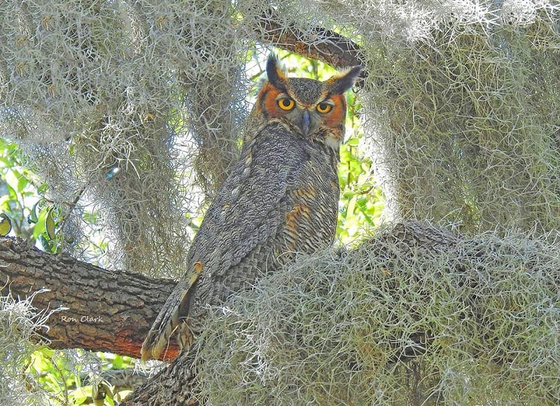 Great Horned Owl Hiding In Spanish Moss