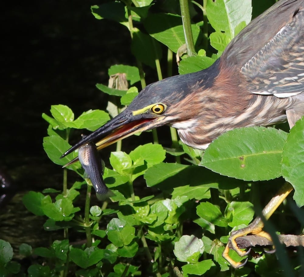 Green Heron With Fish At Fenney Nature Trail