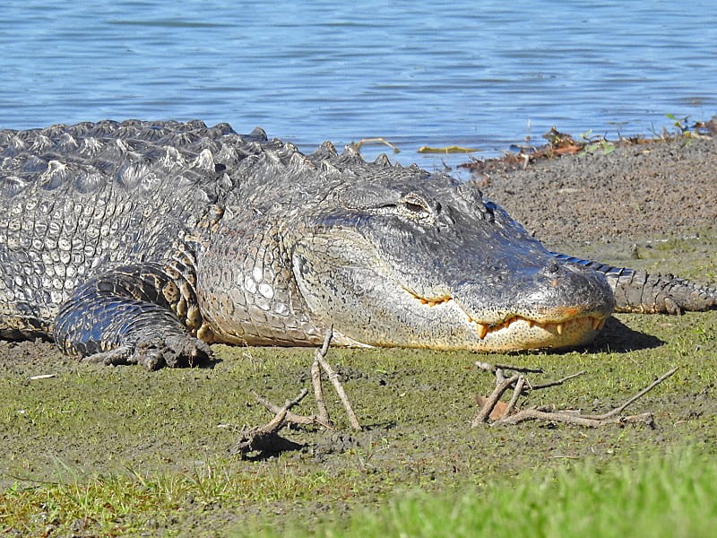 Large Alligator At Belle Glade Country Club