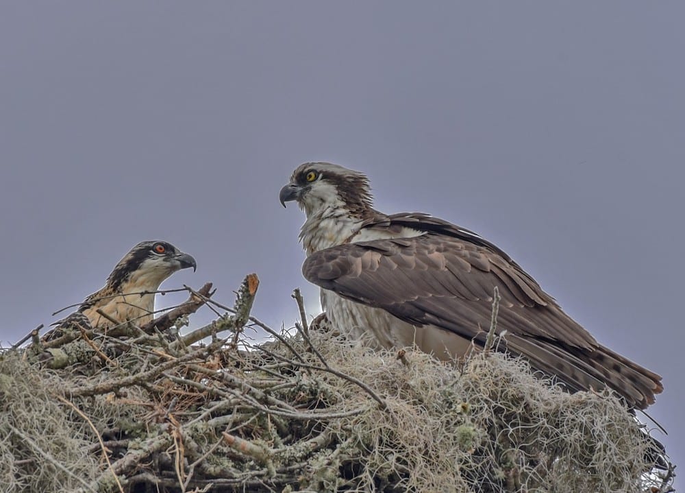 Mother Osprey Shares Affection With Her Offspring