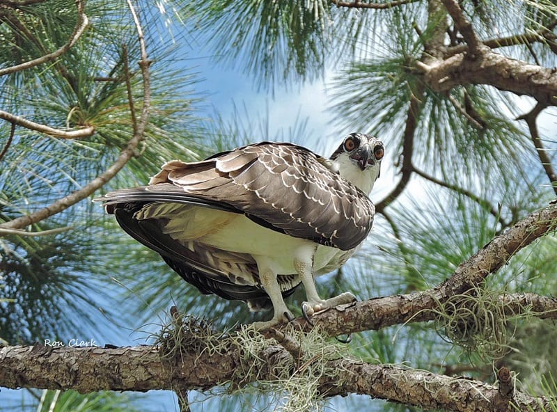 Osprey Near Palmer Country Club