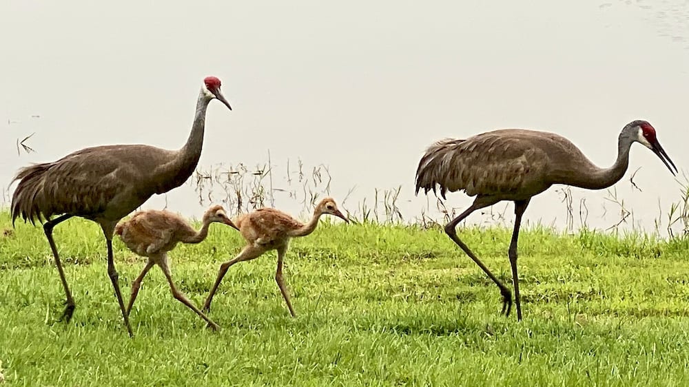 Sandhill Crane Family In The Village Of Collier