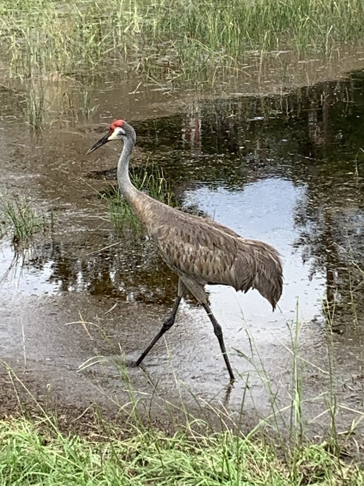 Sandhill Crane At Recreation Plantation