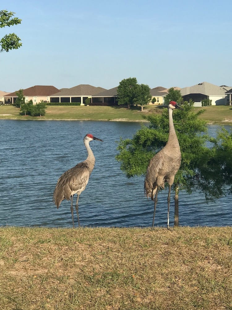 Sandhill Cranes By Retention Pond