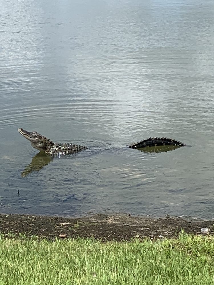 Alligator Near The Rohan Recreation Center