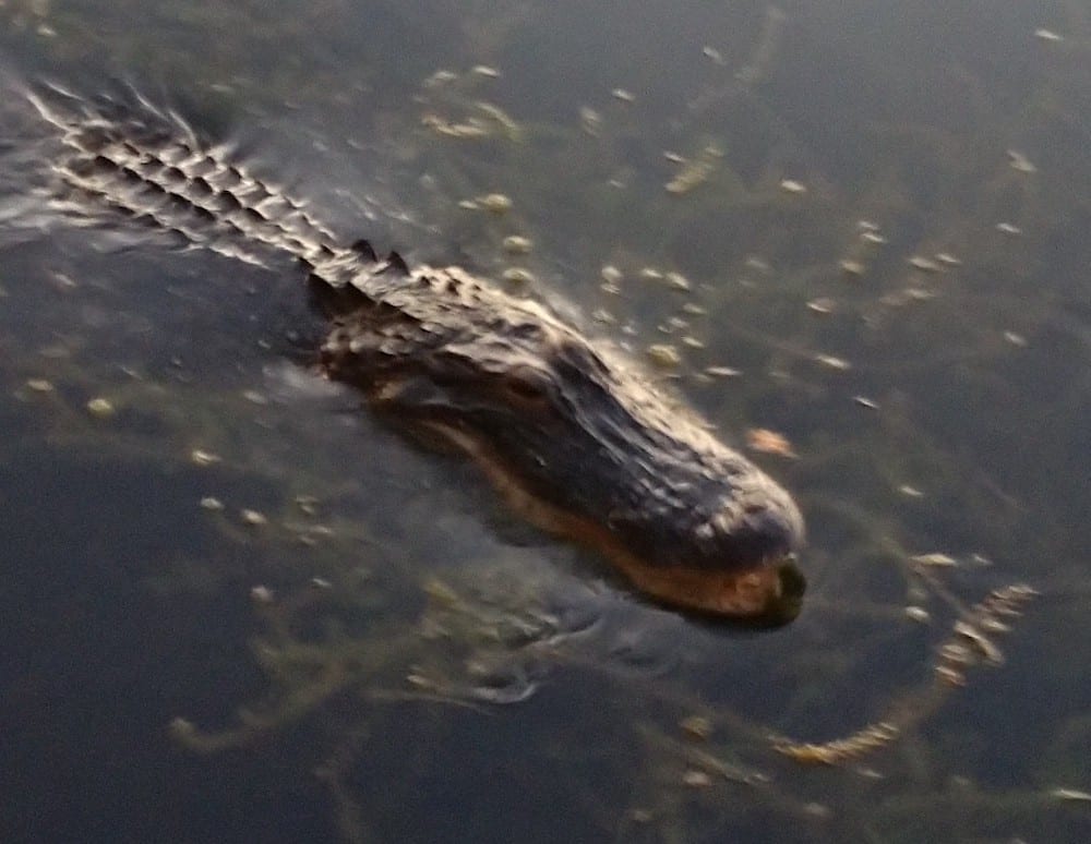 Alligator Swimming At Lake Sumter Landing