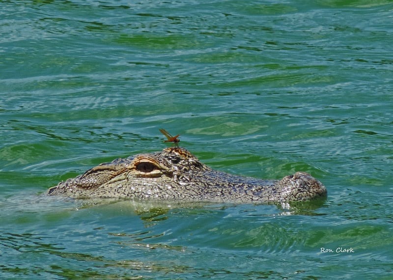 Alligator With Dragonfly On Its Eye