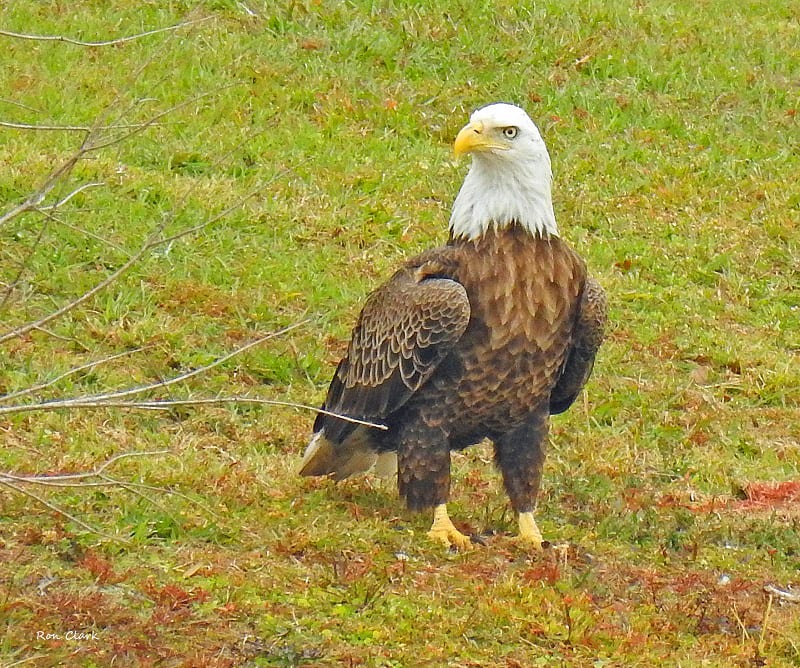 Bald Eagle On Ground Near Retention Pond