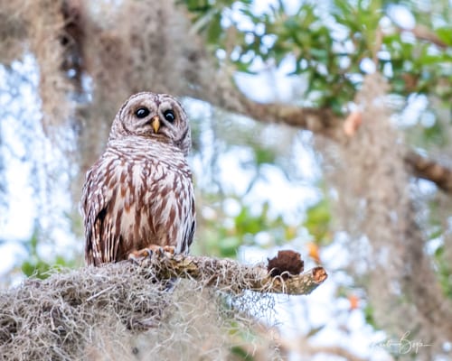 Barred Owl At Fenney Nature Trail