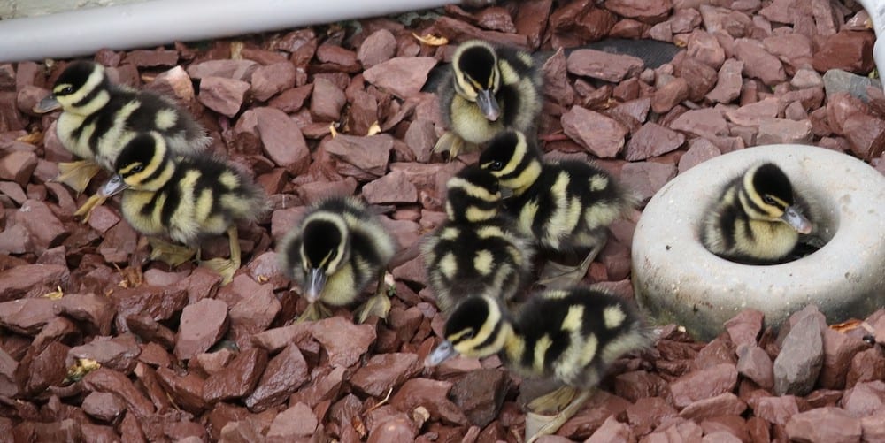 Black-Bellied Whistling Ducklings In Landscaping In The Village Of Antrim Dells