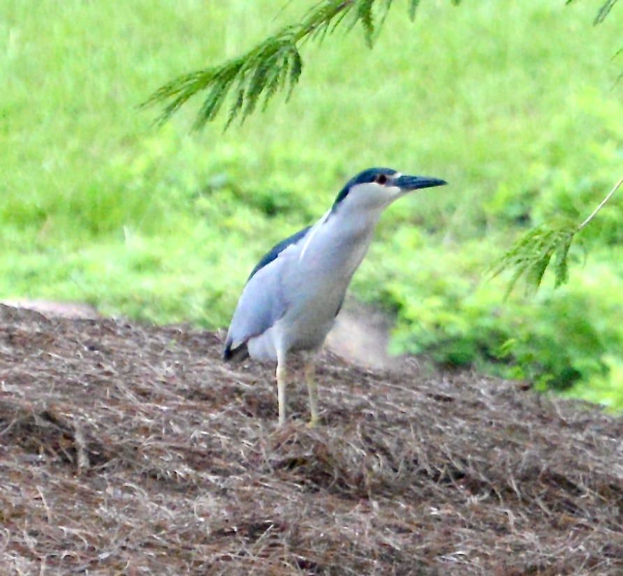Black-Crowned Night Heron In The Village Of Collier