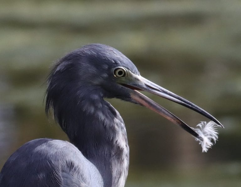 Little Blue Heron Removing White Baby Feathers
