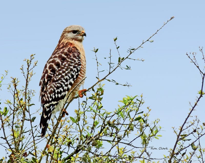 Red-Shouldered Hawk In Tree