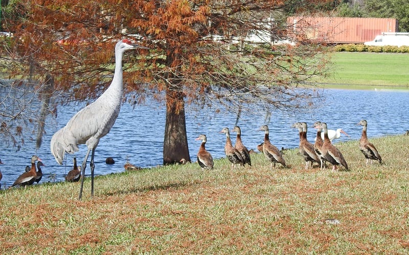 Sandhill Crane Meeting With Black-Bellied Whistling Ducks