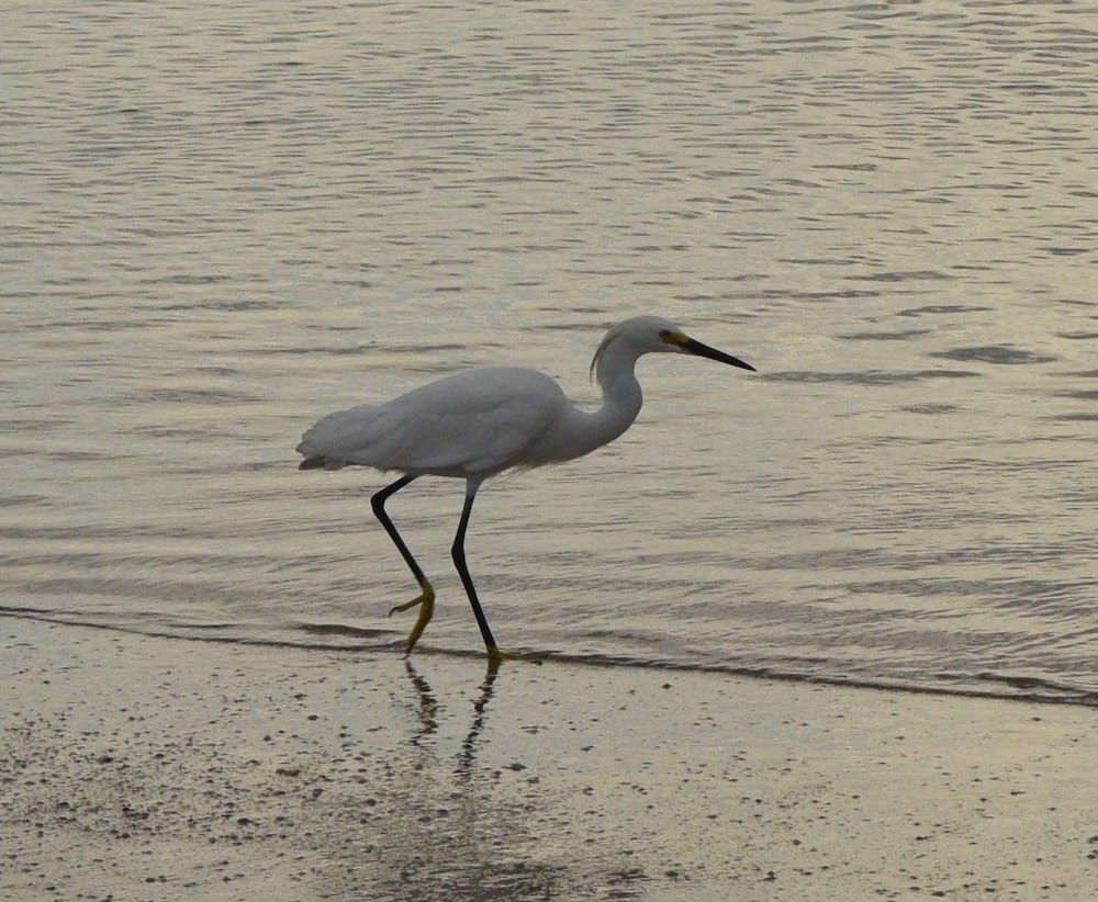 Snowy Egret Taking A Morning Stroll