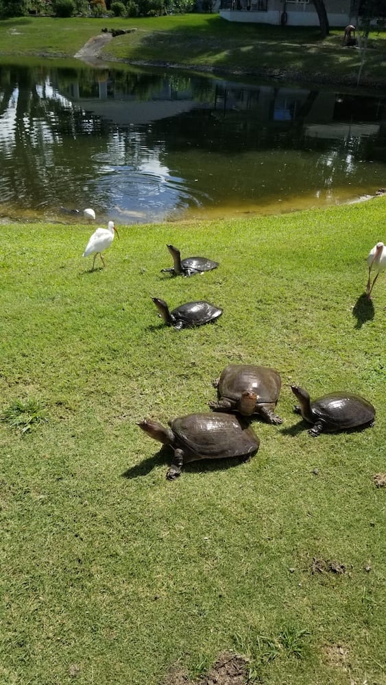 Softshell Turtles Looking For A Snack