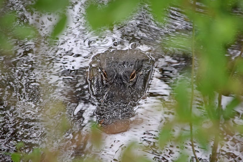 Alligator Hiding Out At Fenney Nature Trail