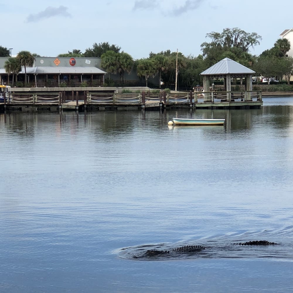 Alligator Swimming At Lake Sumter Landing