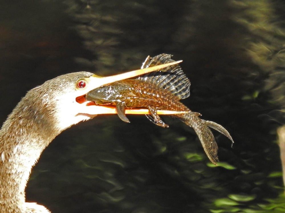 Anhinga Catches Armored Catfish At Fenney Nature Trail