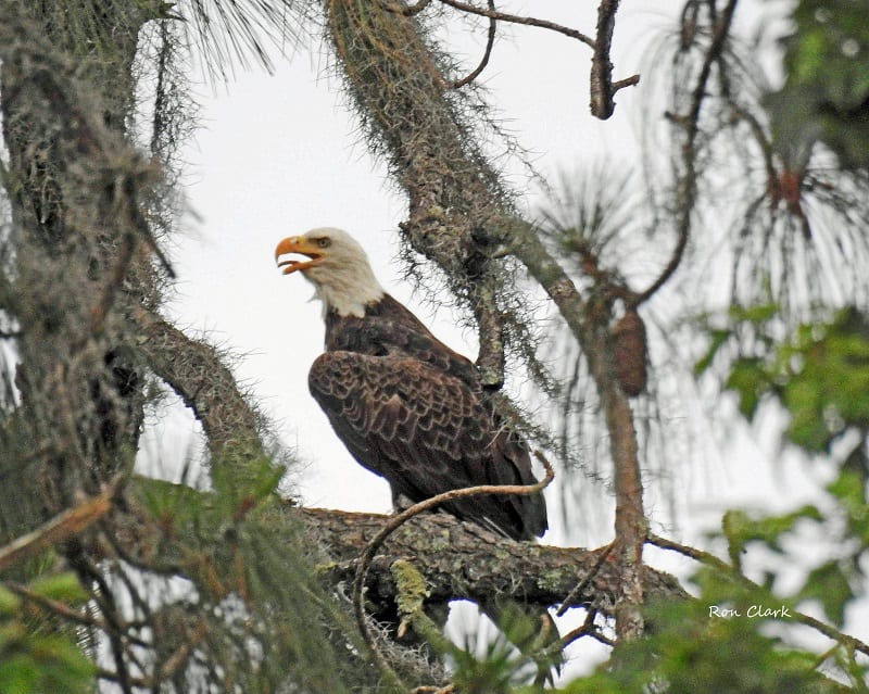 Bellowing Bald Eagle Near Nancy Lopez Country Club