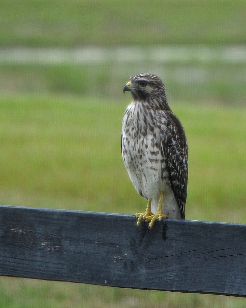 Cooper's Hawk Resting On A Fence