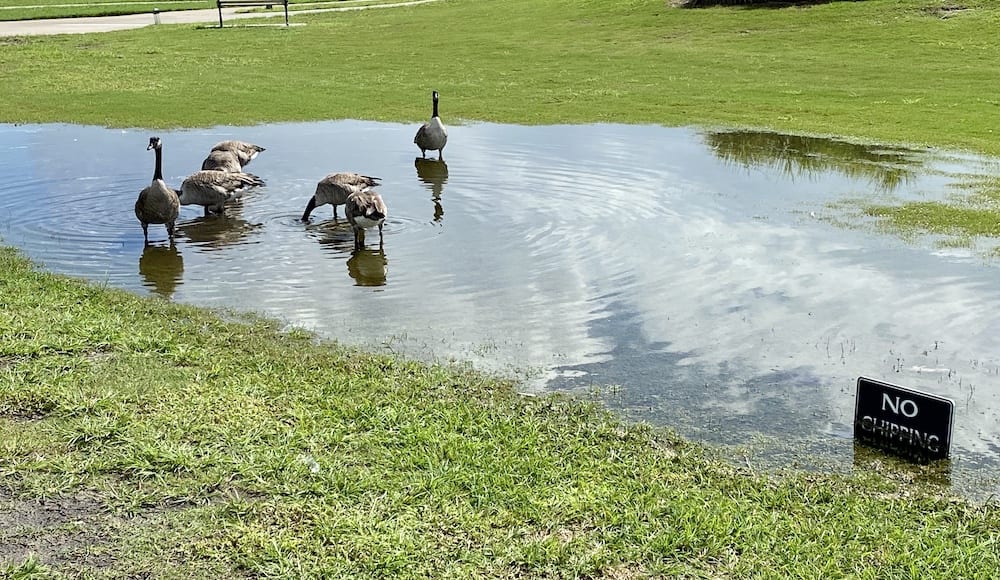 Ducks At Belmont Golf Course After Rainstorm