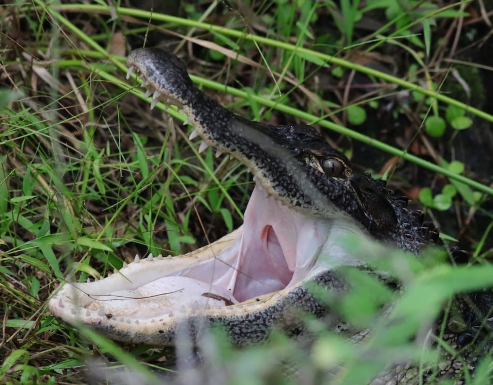 Gaping Alligator At Fenney Nature Trail
