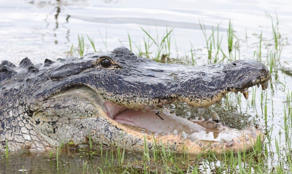 Huge Alligator on the Hillsborough Trail