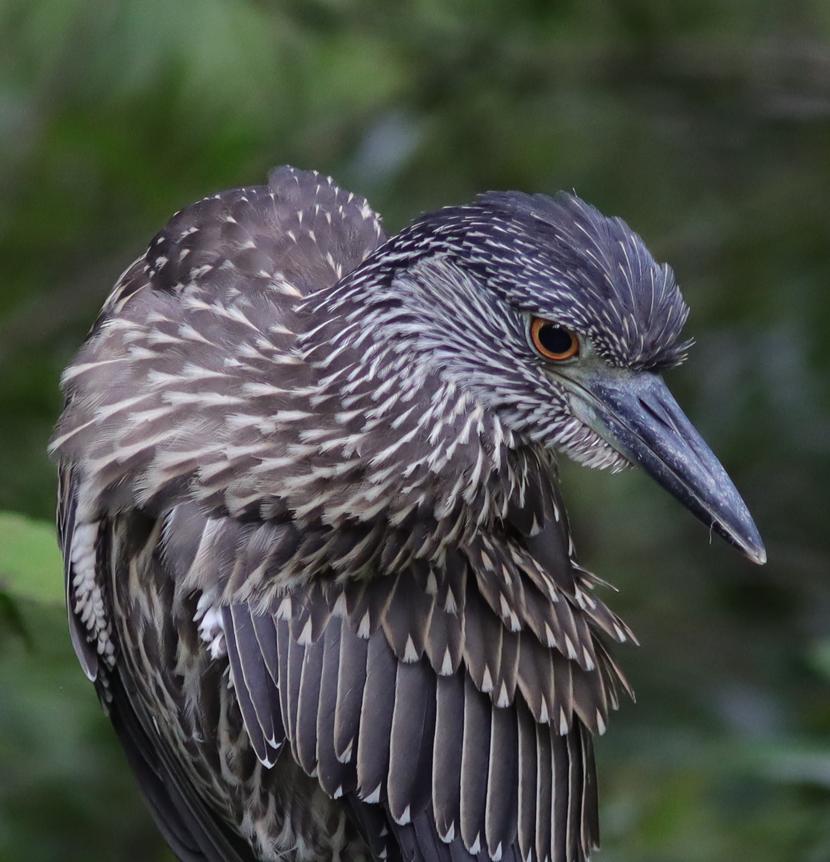 Juvenile Black-Crowned Night Heron At Fenney Nature Trail