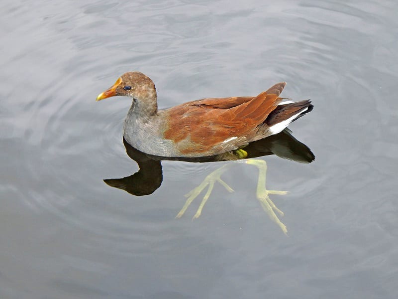 Juvenile Common Gallinule Swimming