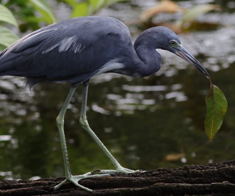 Little Blue Heron with Leaf at Fenney Nature Trail