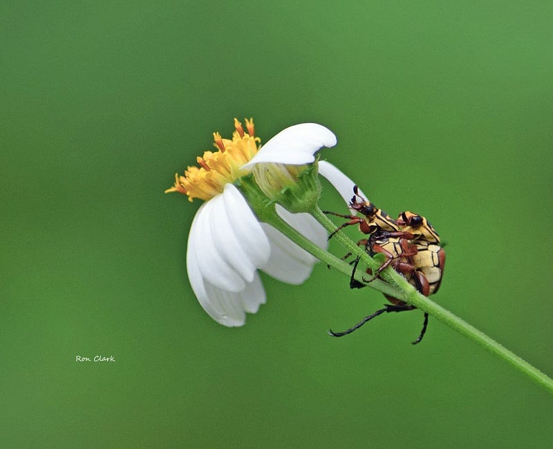 Pair Of Delta Flower Beetles On A Wildflower